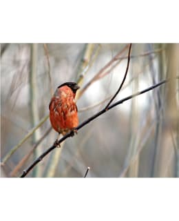 Artgeist A1-4XLFTNT0957 FOTOTAPETTI Main Image