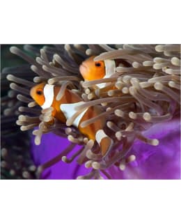 Artgeist A1-XLFTNT0978 FOTOTAPETTI Main Image