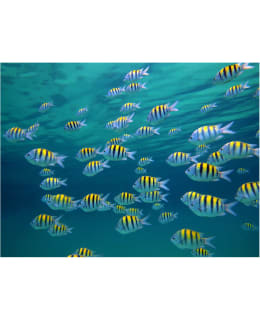 Artgeist A1-LFTNT0981 FOTOTAPETTI Main Image