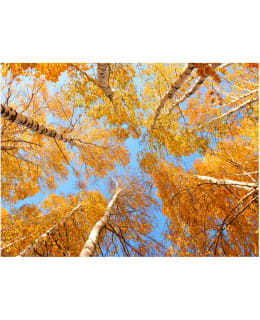 Artgeist A1-XLFTNT0990 FOTOTAPETTI Main Image