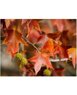 Artgeist A1-LFTNT0995 FOTOTAPETTI Main Image