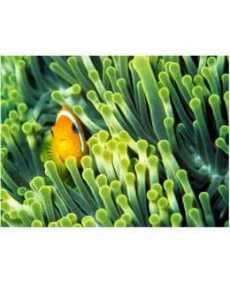 Artgeist A1-XXLFTNT1013 FOTOTAPETTI Main Image