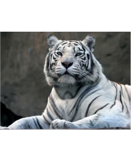 Artgeist A1-LFTNT1023 FOTOTAPETTI Main Image