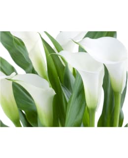 Artgeist A1-4XLFTNT1283 FOTOTAPETTI Main Image