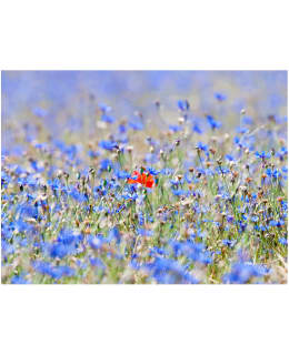 Artgeist A1-4XLFTNT1285 FOTOTAPETTI Main Image