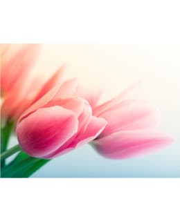 Artgeist A1-XXLFTNT1289 FOTOTAPETTI Main Image