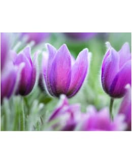 Artgeist A1-XLFTNT1292 FOTOTAPETTI Main Image