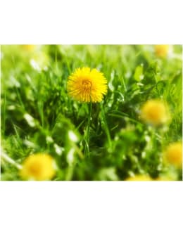 Artgeist A1-LFTNT1293 FOTOTAPETTI Main Image