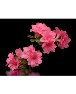 Artgeist A1-XXLFTNT1296 FOTOTAPETTI Main Image