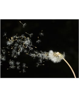 Artgeist A1-XXLFTNT1301 FOTOTAPETTI Main Image