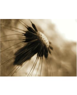 Artgeist A1-XXLFTNT1303 FOTOTAPETTI Main Image