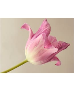 Artgeist A1-XXLFTNT1304 FOTOTAPETTI Main Image