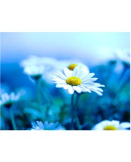 Artgeist A1-LFTNT1311 FOTOTAPETTI Main Image