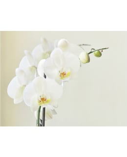 Artgeist A1-XXLFTNT1323 FOTOTAPETTI Main Image