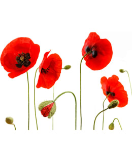 Artgeist A1-LFTNT1339 FOTOTAPETTI Main Image