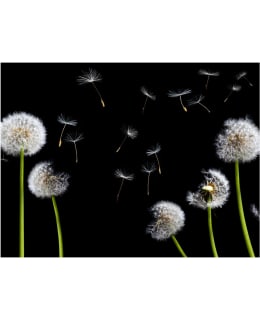 Artgeist A1-XLFTNT1343 FOTOTAPETTI Main Image