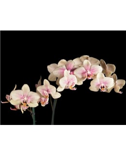 Artgeist A1-FTNT1344 FOTOTAPETTI Main Image