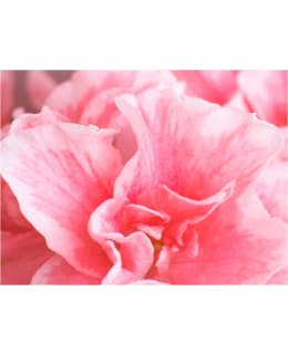 Artgeist A1-XXLFTNT1349 FOTOTAPETTI Main Image