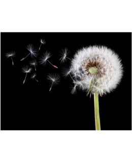 Artgeist A1-4XLFTNT1361 FOTOTAPETTI Main Image