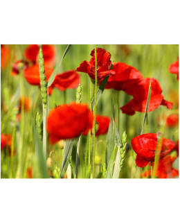 Artgeist A1-XLFTNT1365 FOTOTAPETTI Main Image