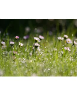 Artgeist A1-LFTNT1366 FOTOTAPETTI Main Image