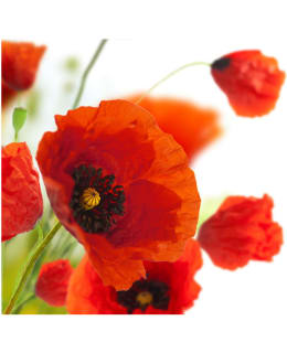 Artgeist A1-LFTNT1367 FOTOTAPETTI Main Image