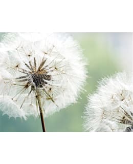 Artgeist A1-LFTNT1375 FOTOTAPETTI Main Image