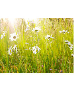 Artgeist A1-XXLFTNT1377 FOTOTAPETTI Main Image