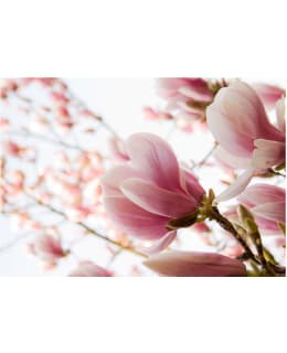 Artgeist A1-4XLFTNT1397 FOTOTAPETTI Main Image