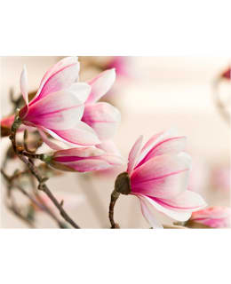 Artgeist A1-XXLFTNT1398 FOTOTAPETTI Main Image