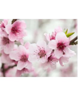 Artgeist A1-4XLFTNT1399 FOTOTAPETTI Main Image