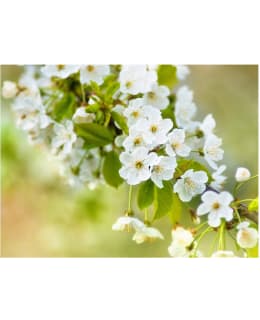 Artgeist A1-4XLFTNT1400 FOTOTAPETTI Main Image