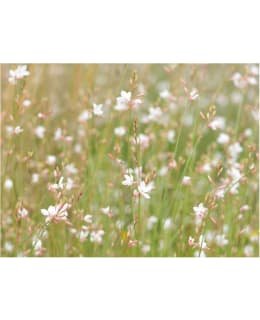 Artgeist A1-4XLFTNT1404 FOTOTAPETTI Main Image