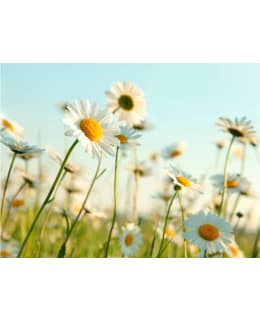 Artgeist A1-4XLFTNT1405 FOTOTAPETTI Main Image