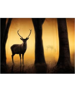 Artgeist A1-XLFTNT0750 FOTOTAPETTI Main Image