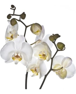 Artgeist A1-LFTNT0542 FOTOTAPETTI Main Image