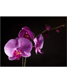 Artgeist A1-LFTNT0541 FOTOTAPETTI Main Image