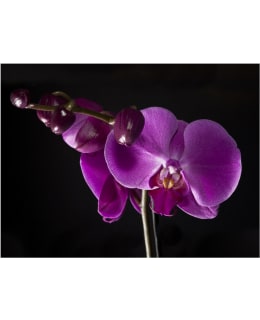 Artgeist A1-XLFTNT0540 FOTOTAPETTI Main Image