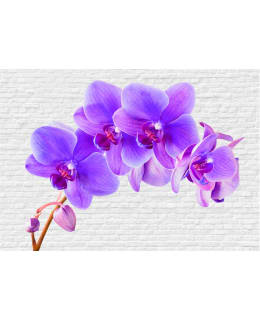 Artgeist A1-NEW010391 FOTOTAPETTI Main Image