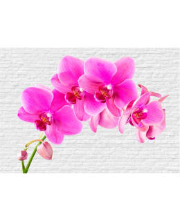 Artgeist A1-XXLNEW010392 FOTOTAPETTI Main Image