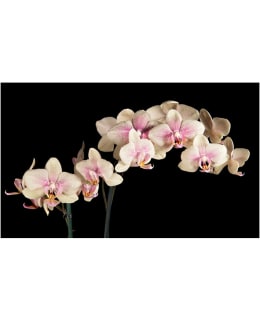 Artgeist A1-F4TNT0459-P FOTOTAPETTI Main Image