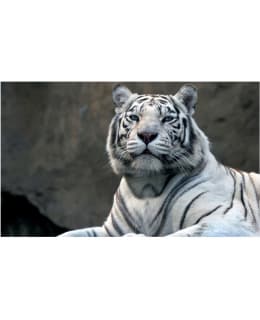 Artgeist A1-F4TNT0457-P FOTOTAPETTI Main Image