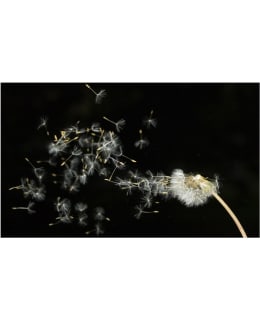 Artgeist A1-F4TNT0456-P FOTOTAPETTI Main Image