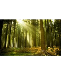 Artgeist A1-F4TNT0455-P FOTOTAPETTI Main Image