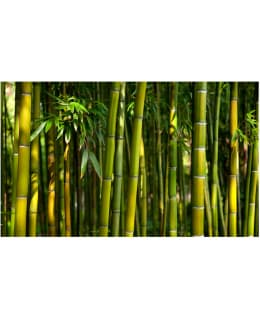 Artgeist A1-F4TNT0454-P FOTOTAPETTI Main Image