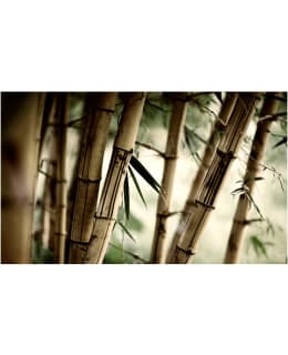 Artgeist A1-F4TNT0447-P FOTOTAPETTI Main Image