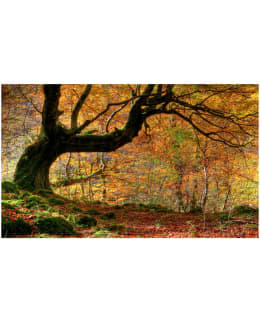 Artgeist A1-F4TNT0498-P FOTOTAPETTI Main Image