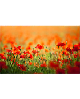 Artgeist A1-F4TNT0460-P FOTOTAPETTI Main Image