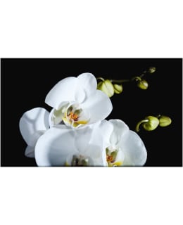 Artgeist A1-F4TNT0076-P FOTOTAPETTI Main Image