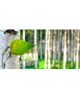 Artgeist A1-F5TNT0007-P FOTOTAPETTI XXL Main Image